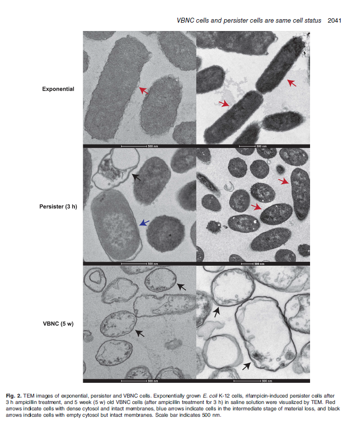 Cryptic Prophage (phage 🧬🪤 in 🦠) tweet media