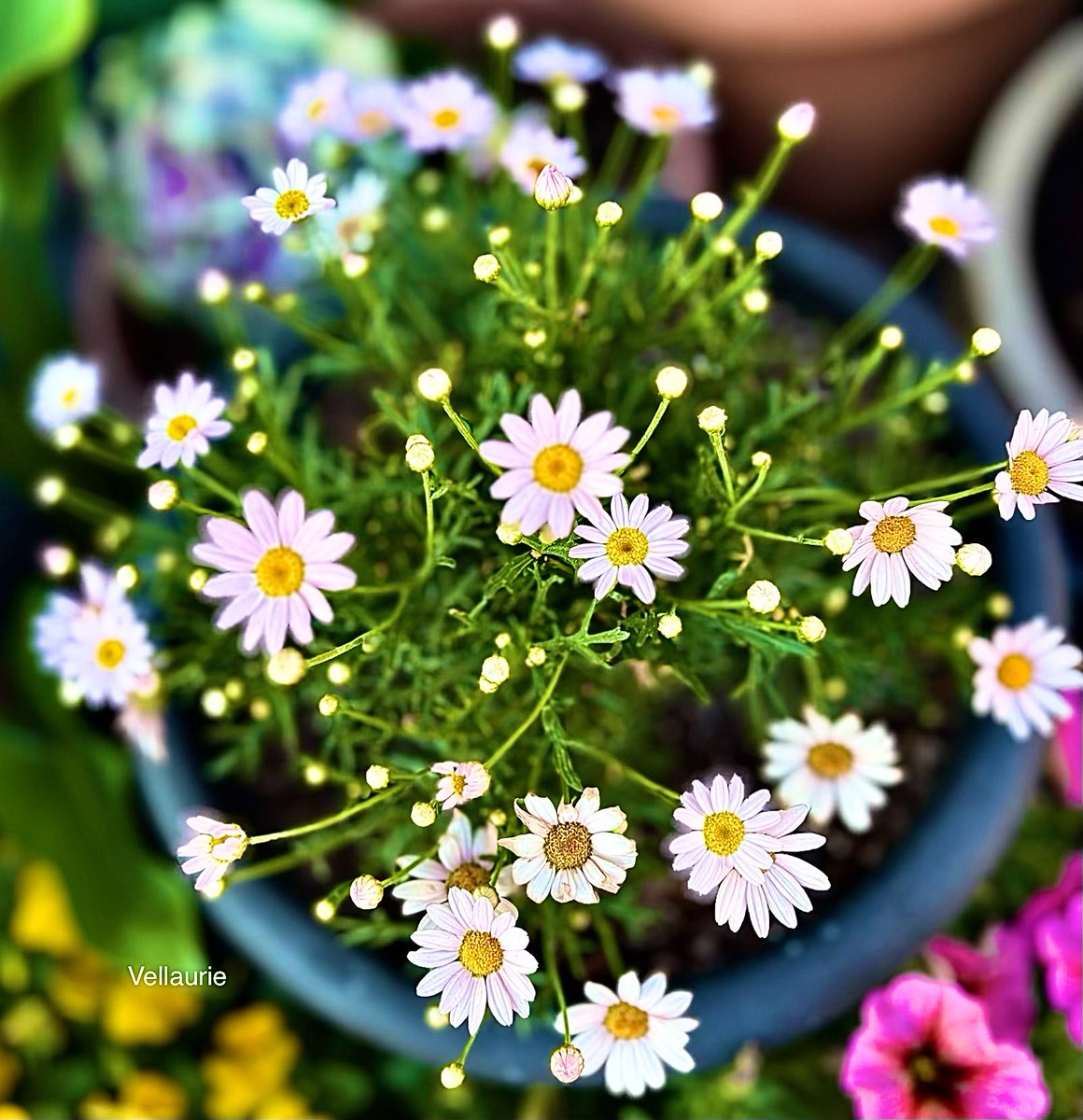 VijayEllaurie's tweet image. Good Afternoon 🕊️Some Daisies for #wildflowerwednesday ☺️ #gardening #wildflowers #daisies #perennials #FlowersOnX #flowers