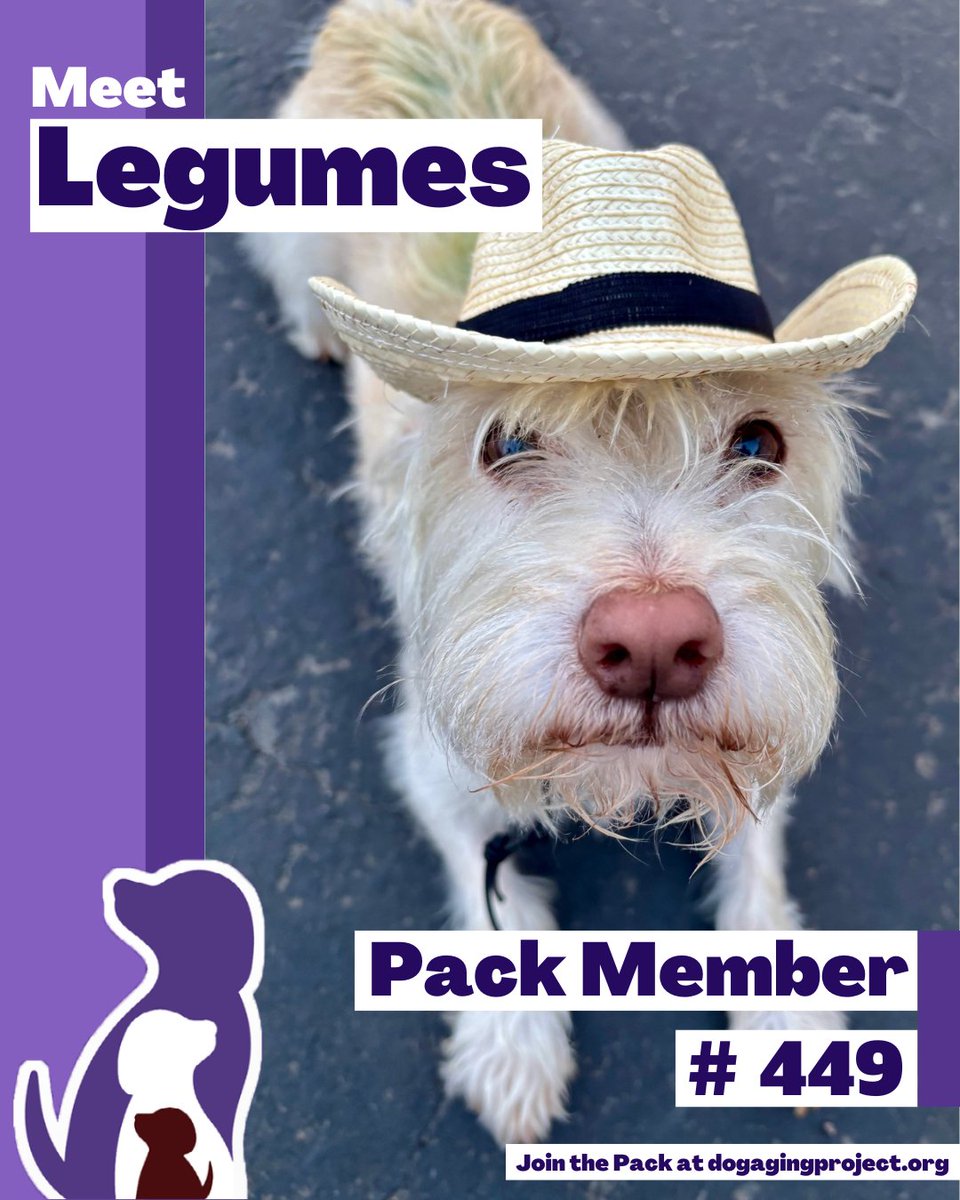 Dog Aging Project tweet media