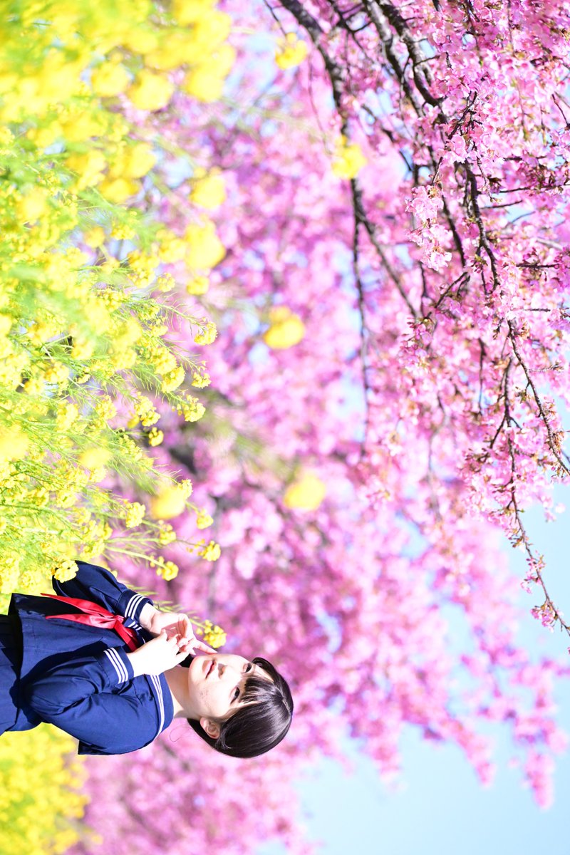 ajipon141421356's tweet photo. #ひなせ さん　@hinase_model

#美少女  #ポートレート  #制服  #桜 🌸 https://t.co/oZEyOnACot
