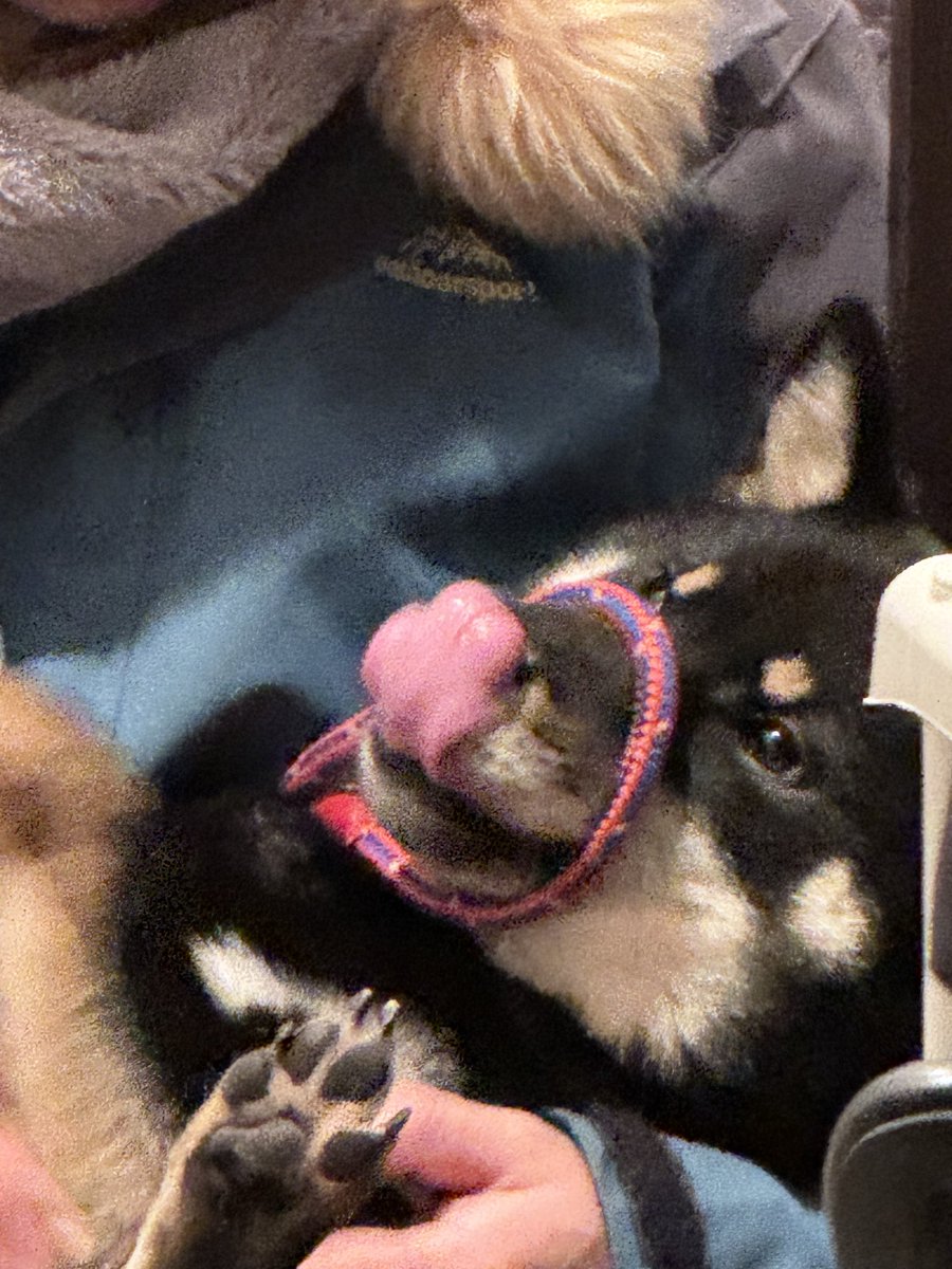 おしゃぶり咥えてるみたい😂 朝も見間違えた