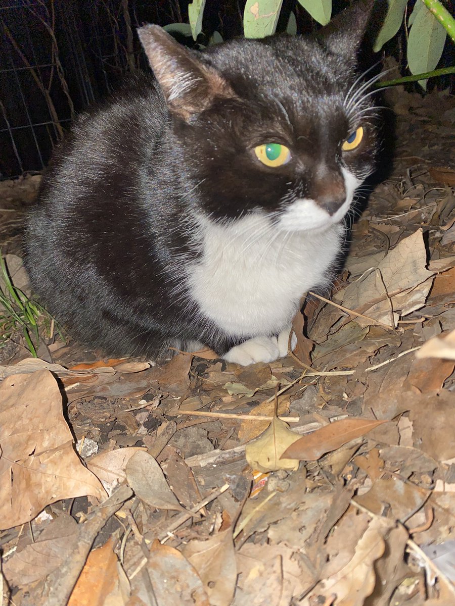 にゃん太郎 (@nyannyan__taro) / Posts / X