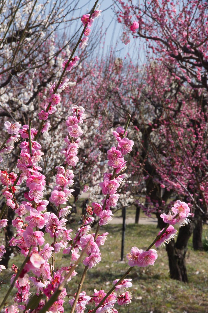 今日の2枚目～☆彡
そろそろ終わる梅の花かな～みなさん素敵な木曜日を🌺🥰