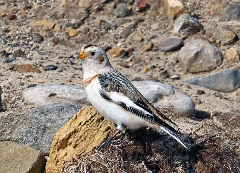 Natural Newbiggin tweet media