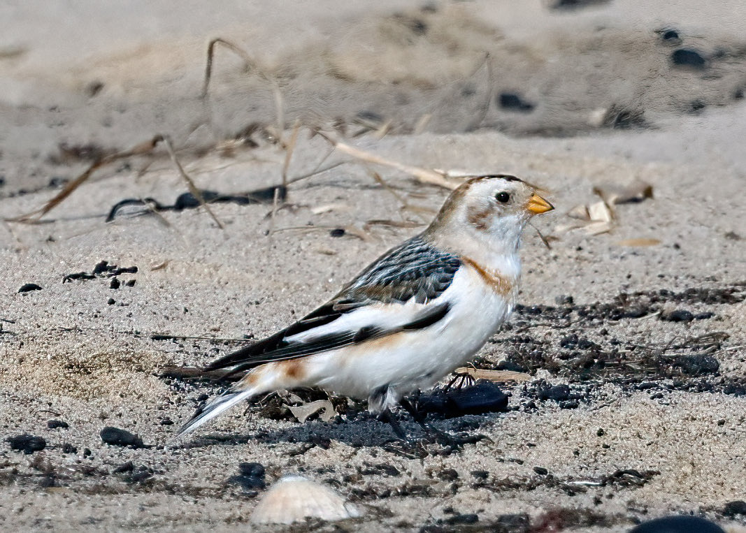 Natural Newbiggin tweet media