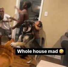 🇮🇪 tweet media