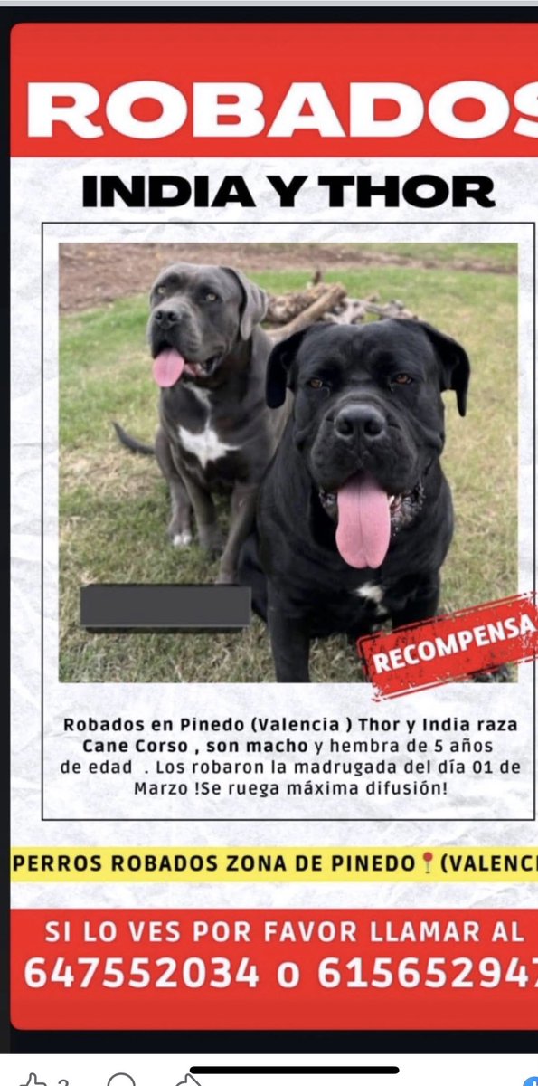 Ainhara69's tweet photo. 🆘🆘🆘🆘🆘🆘🆘🆘🆘🆘
COPIÓ ACTUALIZACIÓN ‼️
LOS HAN SOLTADO POR #MONCADA.
VISTOS POR LA ZONA.
SE RUEGA MÁXIMA ATENCIÓN A GENTE DE LA ZONA.
Si los ves, no los pierdas de vista y contacta de inmediato:
615 65 29 47
#SE_BUSCAN. #ROBADOS EN #PINEDO, https://t.co/OP22ZS2vXO