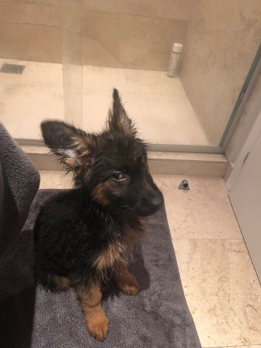 SiliGremlin tweet media