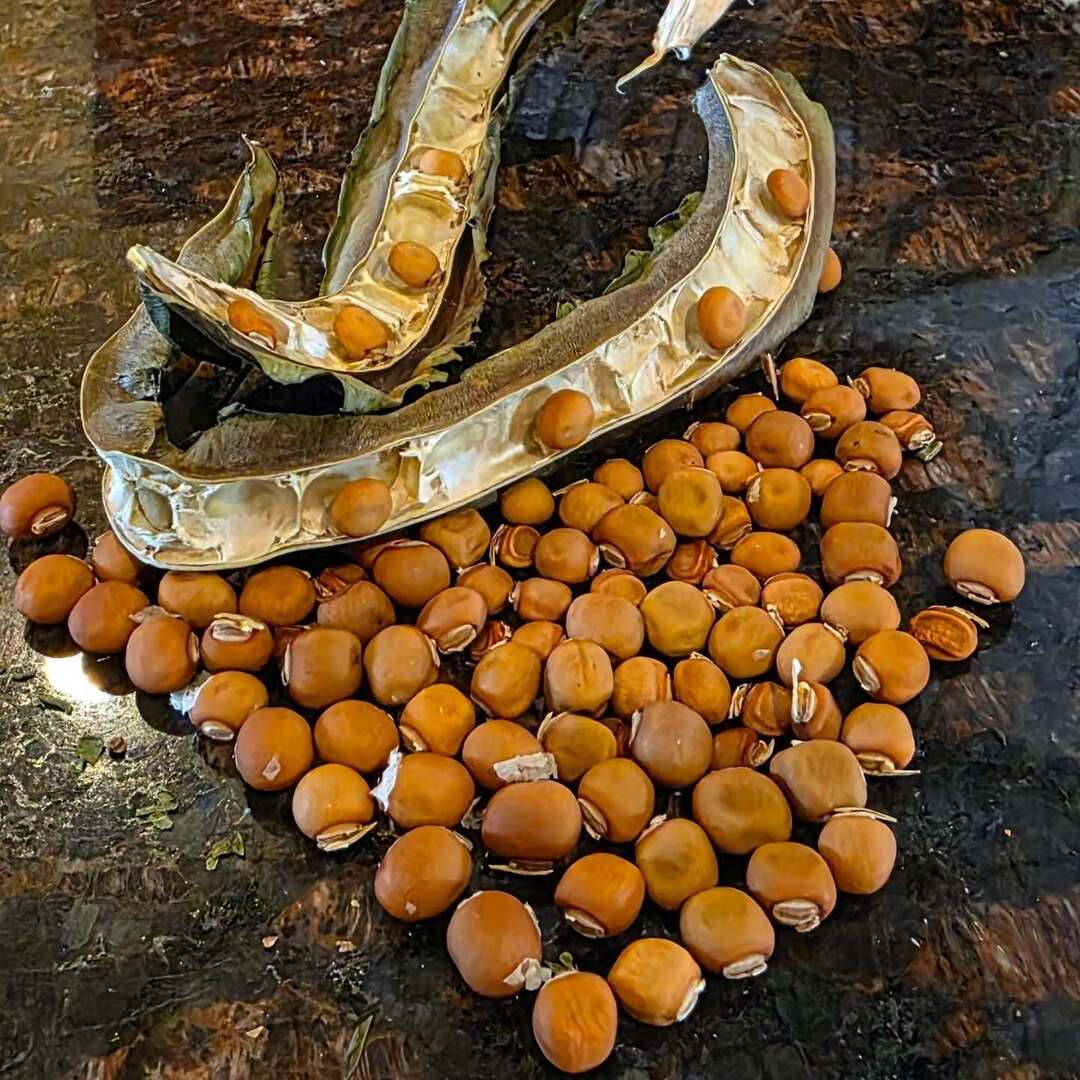 mpaulhenderson's tweet photo. Winged bean seeds from '25. #michaelpaulhenderson #theparkwaygarden #wingedbeans #gardening #beans https://t.co/Xk62hM3xYC https://t.co/vNAB4KJ1qD