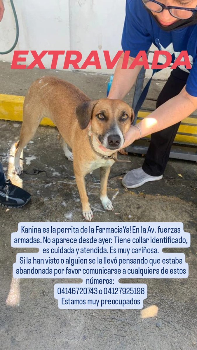 Dios los Bendiga Kanina lleva varios meses extraviada estamos muy preocupado por ella por favor difundir gracias esté es otro número 0414 164 80 16