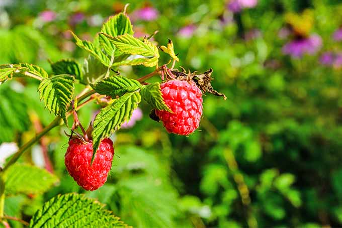 Gardeners_Path_'s tweet photo. 13 of the Best Raspberry Varieties to Grow in Your Garden (Zones 3-9) https://t.co/3A1NBbaJBd #raspberries #growyourown https://t.co/eq3WvWqmp7