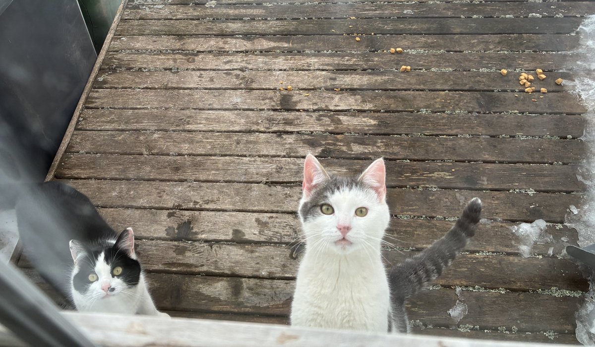 Ryan R Ross tweet media