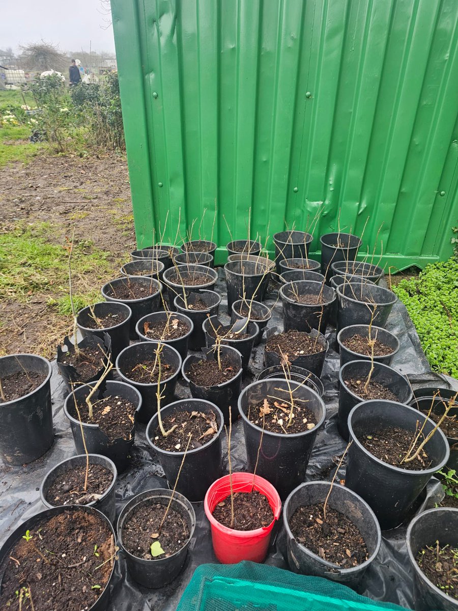 Togher Community Garden tweet media