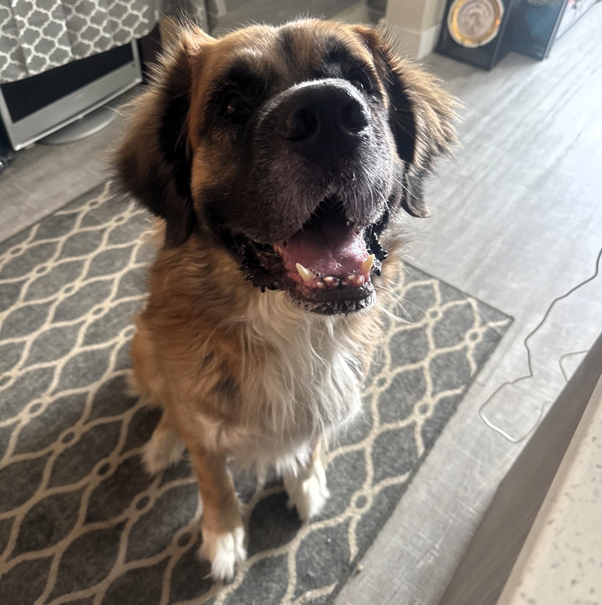 Craig Baird - Canadian History Ehx tweet media