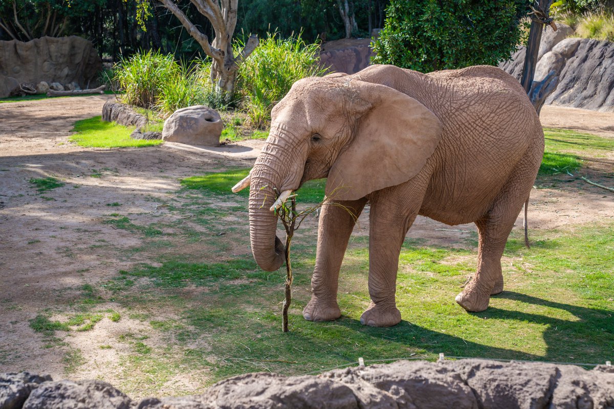 San Diego Convention Center tweet media