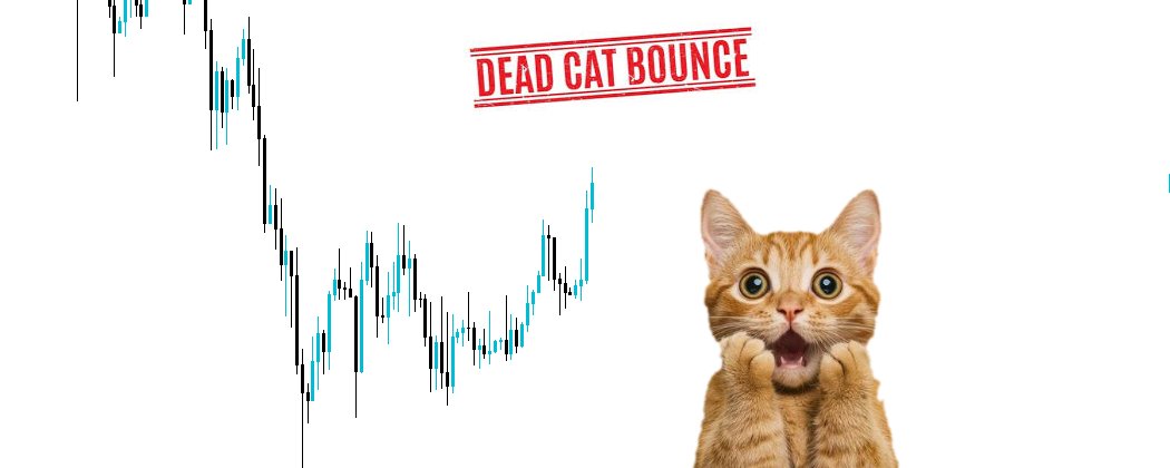Bitcoin's Dead Cat Bounce: What the Data Said Before the Crash