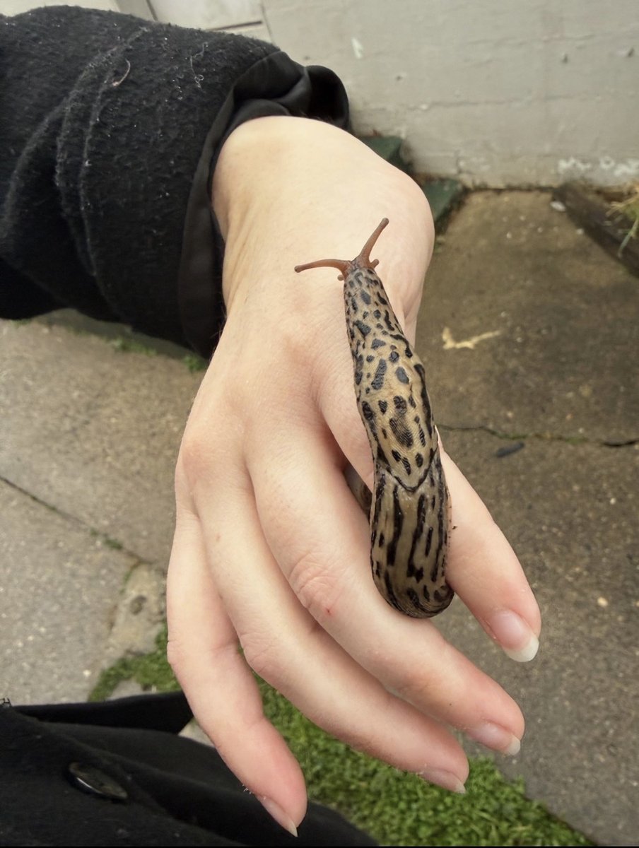 Limax maximus, known commonly as great grey slug and leopard slug, is believed to be native to Europe and North Africa, but it can now be found across most of the United States, including West Virginia. This one was found close to Marshall's campus this morning! #marshalluscience
