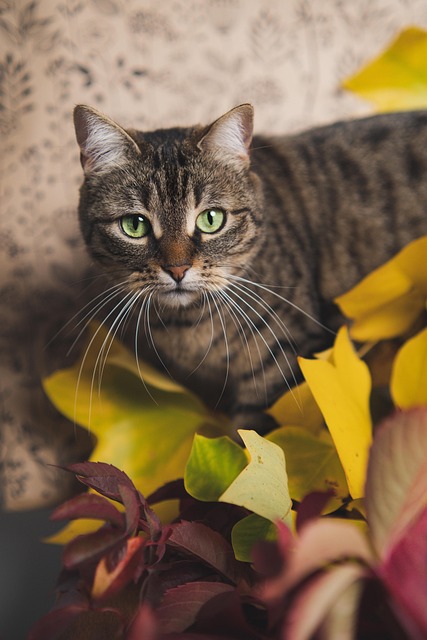 Alejandro Revaula tweet media