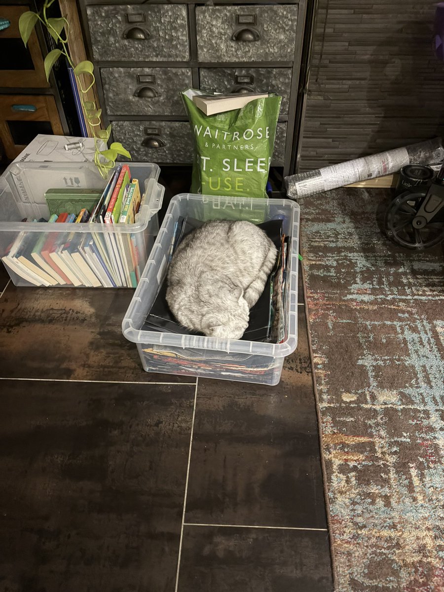 Dax Cat #ambassacat tweet media