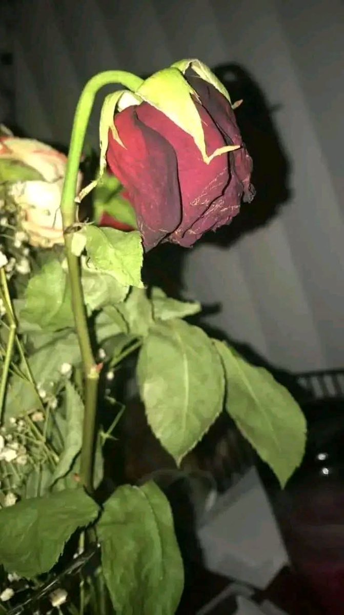 بھیجی ہیں تم نے ڈاک سے کتنی اداسیاں
چہرہ اُتر گیا مرا، مرجھا گئے ہیں پھول
#اردو_زبان