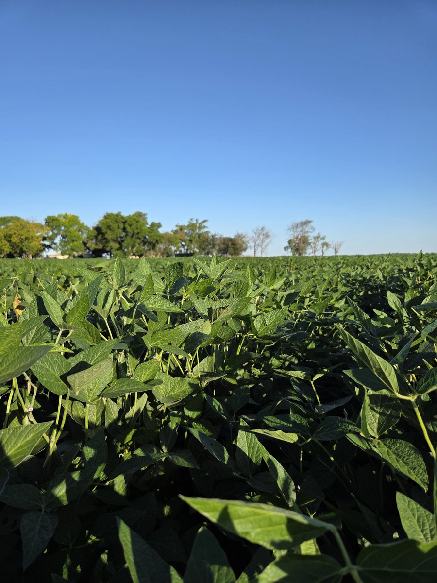Renzo Basso 🌽🌾🌱🚜📸 tweet media