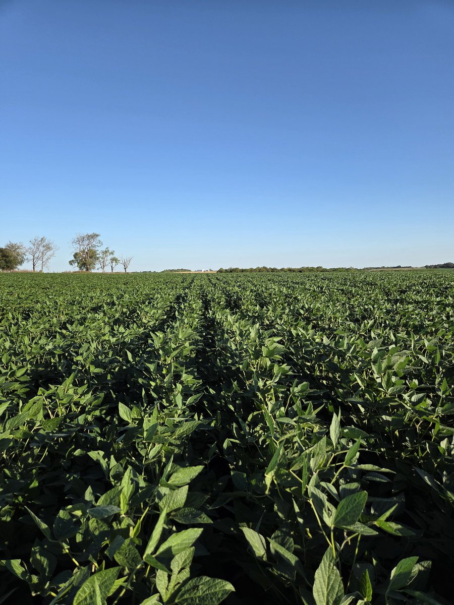 Renzo Basso 🌽🌾🌱🚜📸 tweet media
