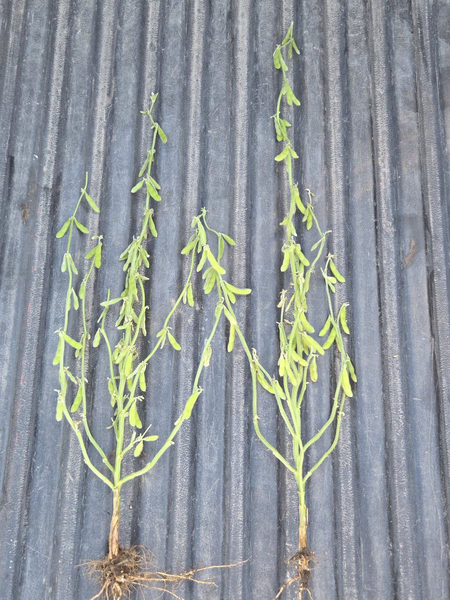 Renzo Basso 🌽🌾🌱🚜📸 tweet media