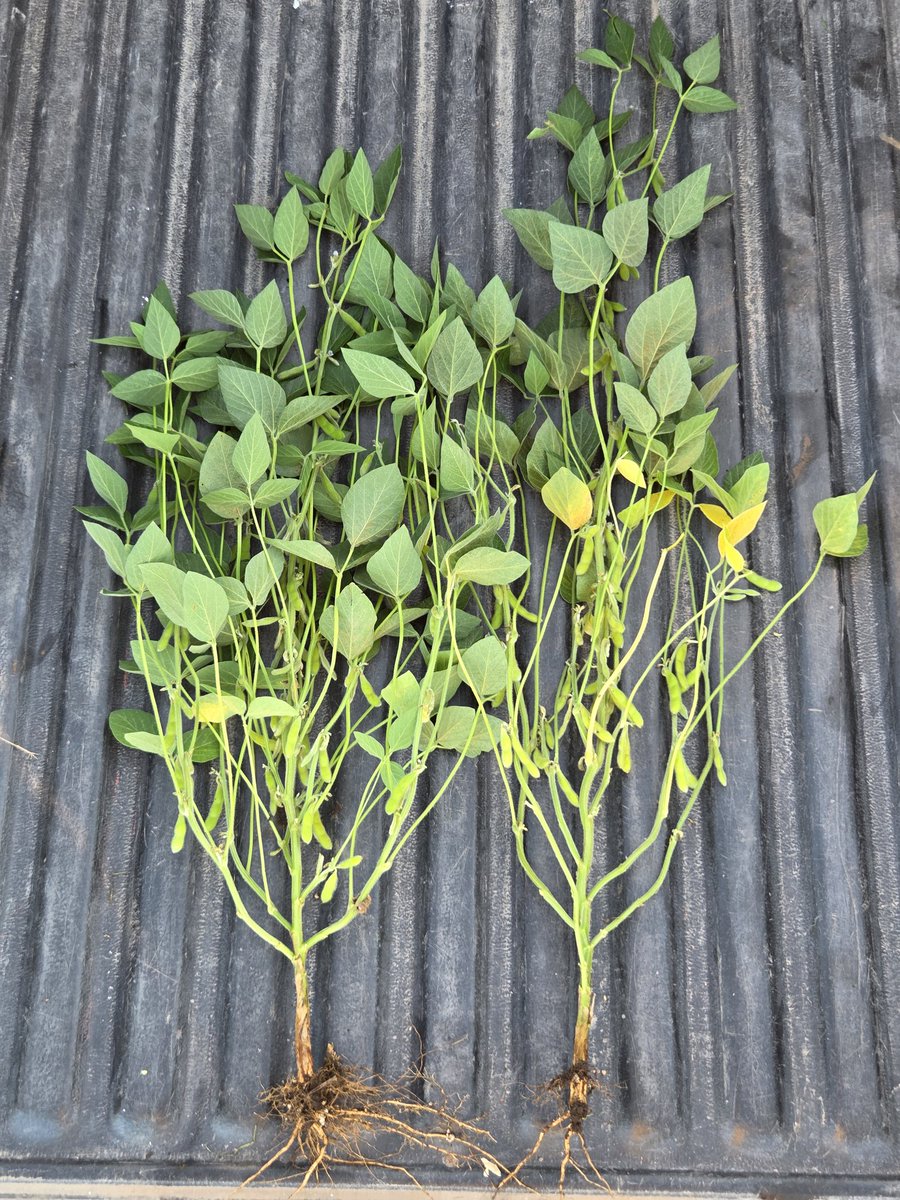 Renzo Basso 🌽🌾🌱🚜📸 tweet media