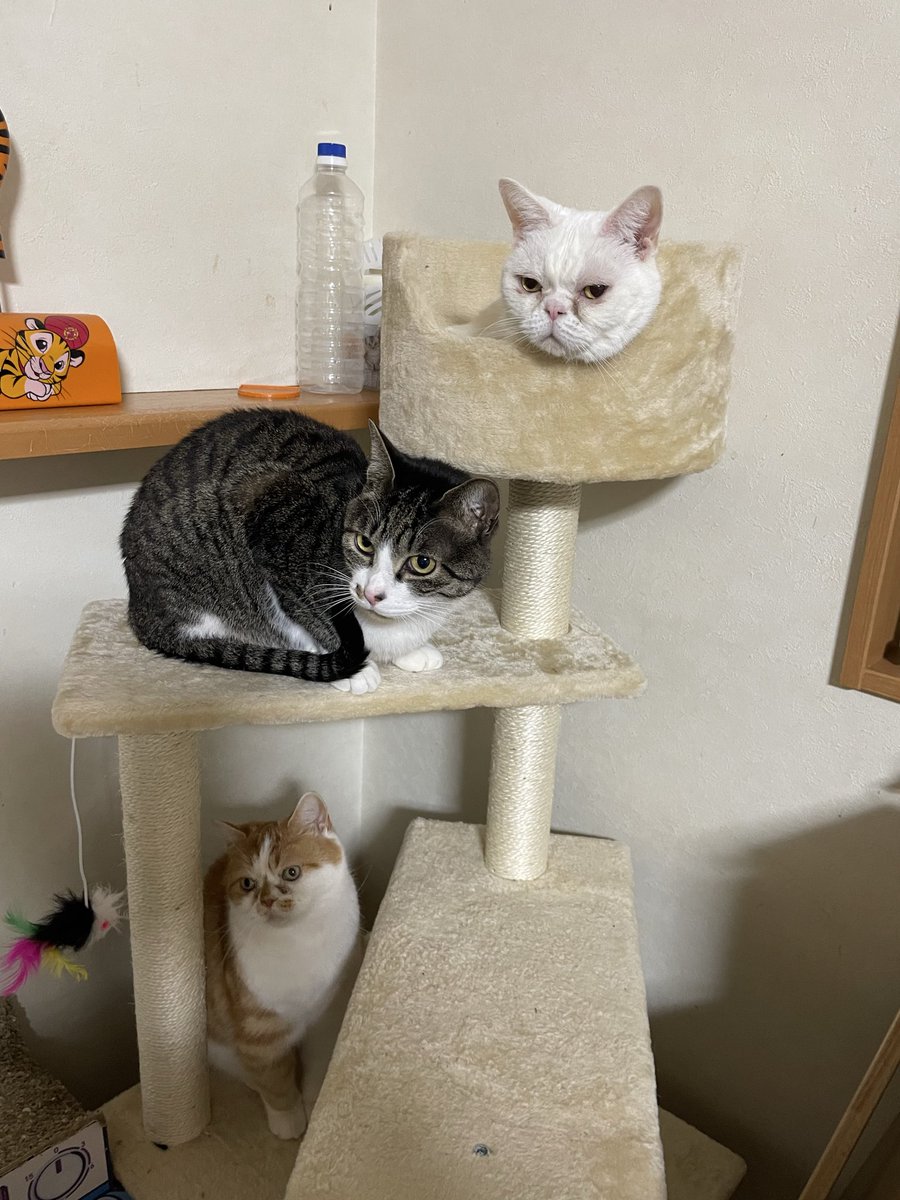 猫のいる幸せ