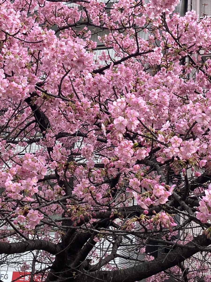 ももんがーZ (@amemomo_M) / Posts / X