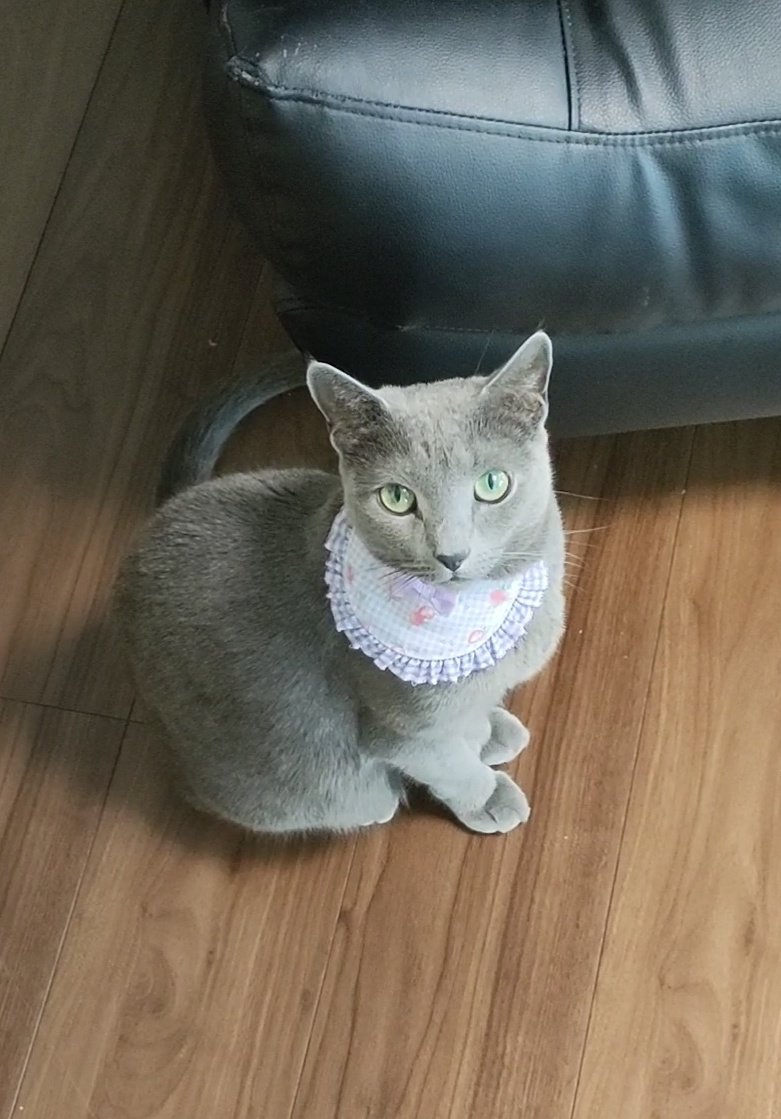 猫のもーちゃん (@Cat_Moo_chan) / Posts / X