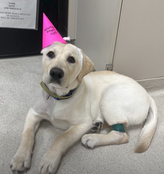 msuvets's tweet photo. Our reason why: Walter.

On #GiveGreen Day, your support helps Spartans care for canine cancer patients like Walter now and well into the future. https://t.co/yPOsV7kzwT
