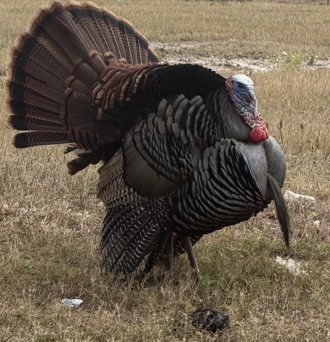 Zayn shares a wild Turkey via his Instagram story! 👀