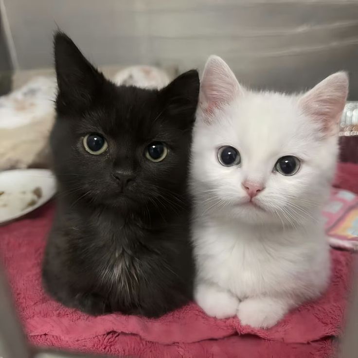 Cats all the way tweet media