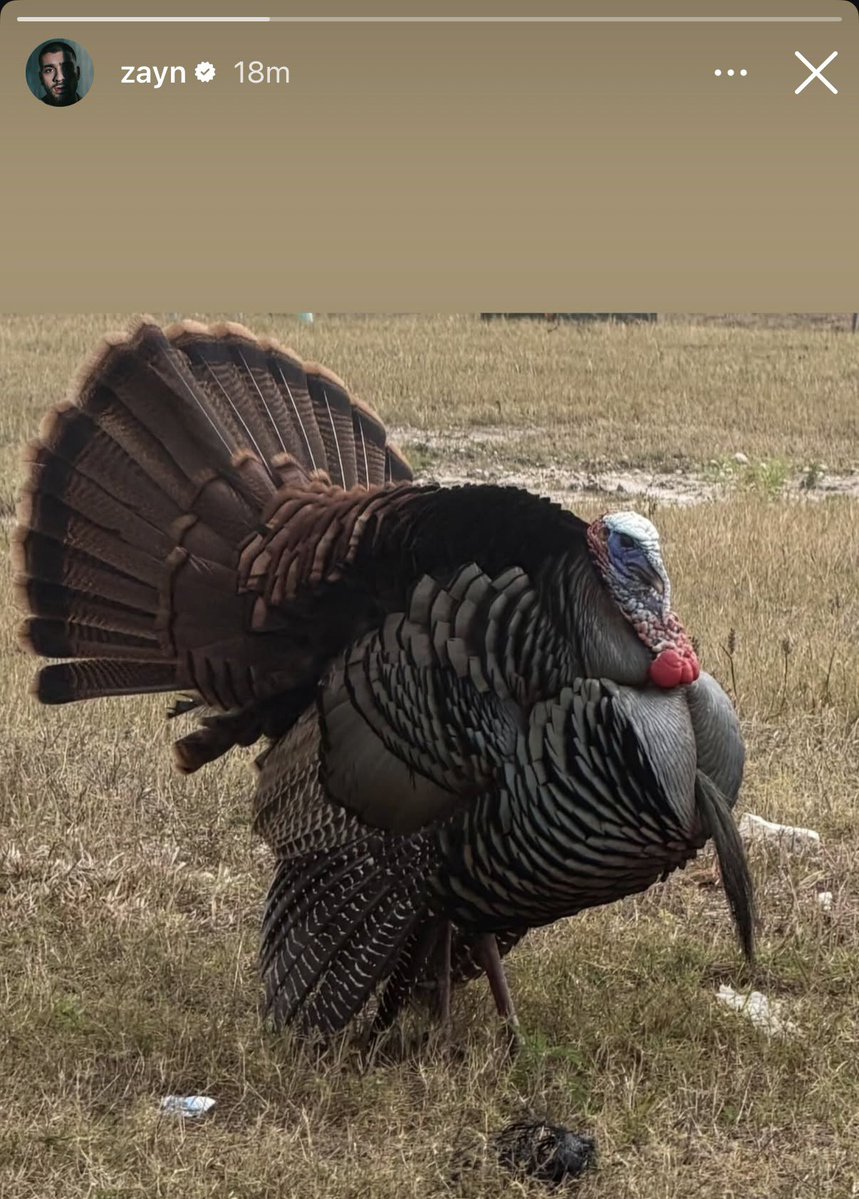 Louis: announces tour supports, teases setlist
Niall: announces new single 
Harry: new interview and merch 
Zayn: