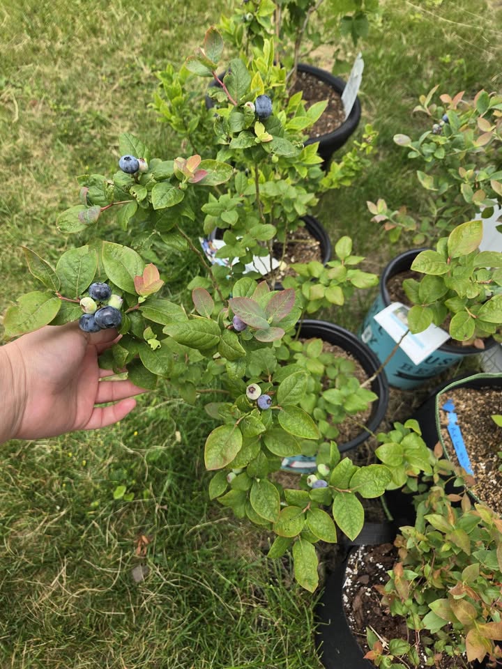 Stark Bro's tweet media