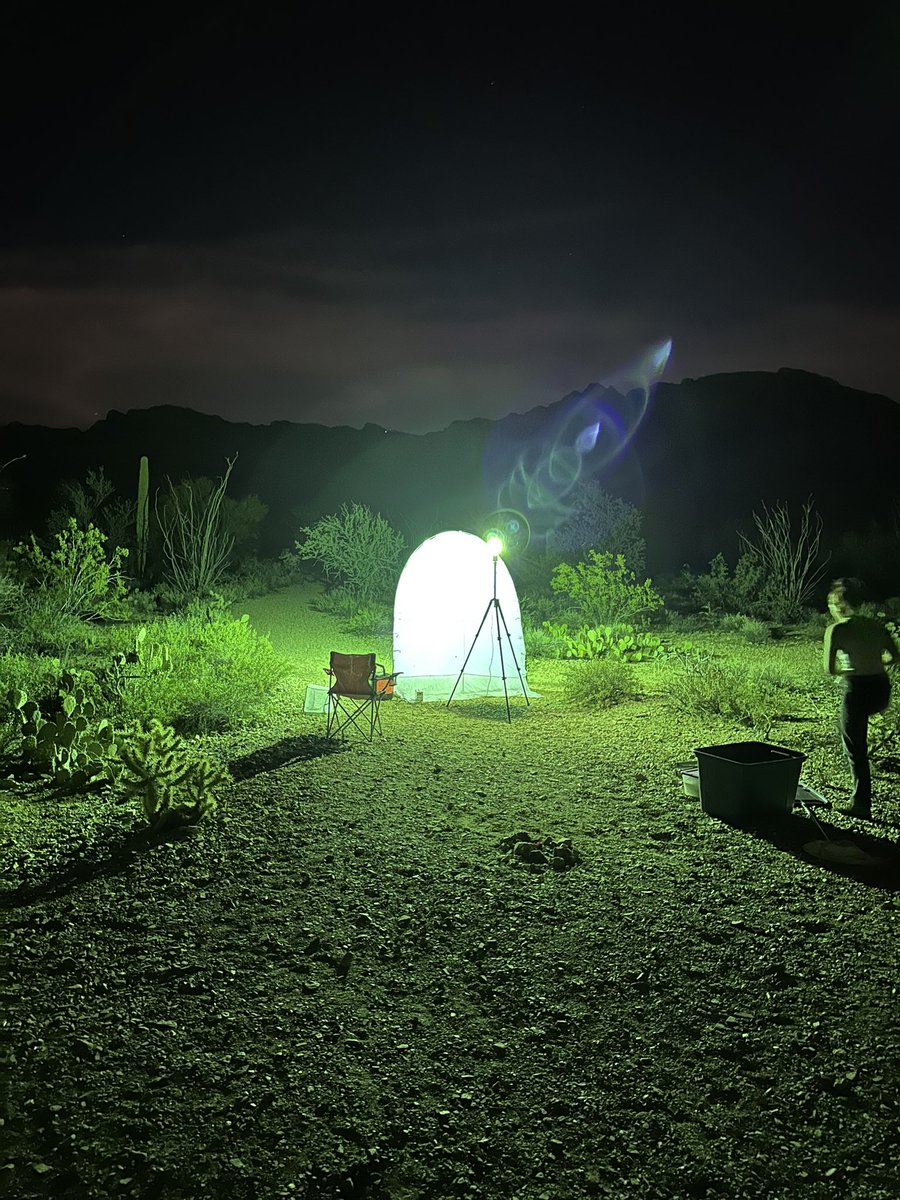 Kelvs____'s tweet photo. Went on a bug hunt last week and nearly walked through this web in the dark https://t.co/8yS8AGAo2a