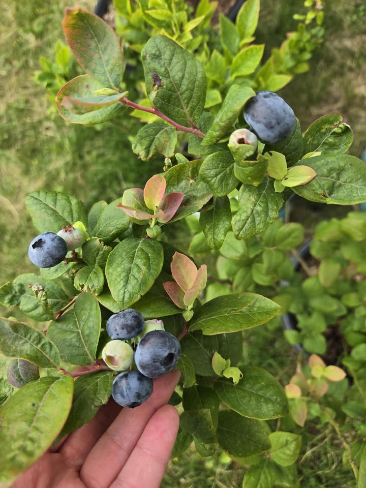 Stark Bro's tweet media