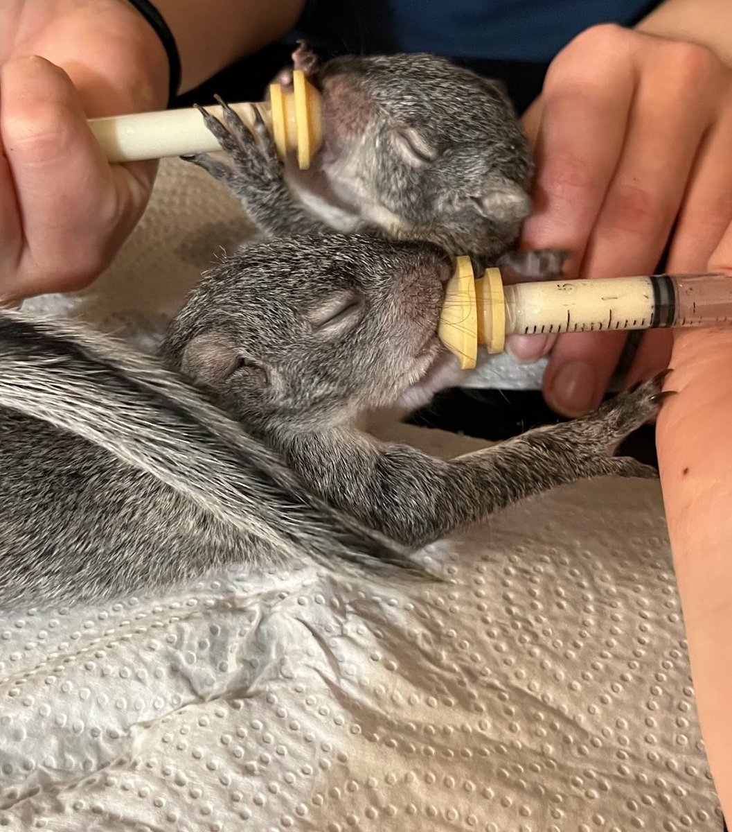 MushyStuff__'s tweet photo. I forgot yesterday was world wildlife day 😩 here are some babies me and my crew have saved while doing field work.

all being handled and treated by qualified rehabbers and vet staff 🫶🏼 https://t.co/hhkUM3gc8u