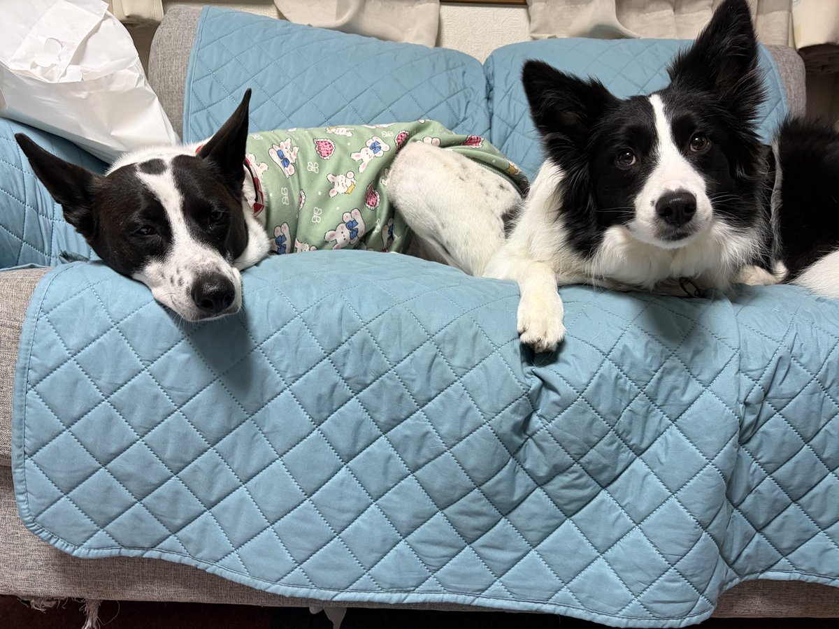 dandelion_dogs's tweet photo. おはようございます☀

風に負けずに
お散歩に行ってきました🐾 https://t.co/fjTEFlGYWK