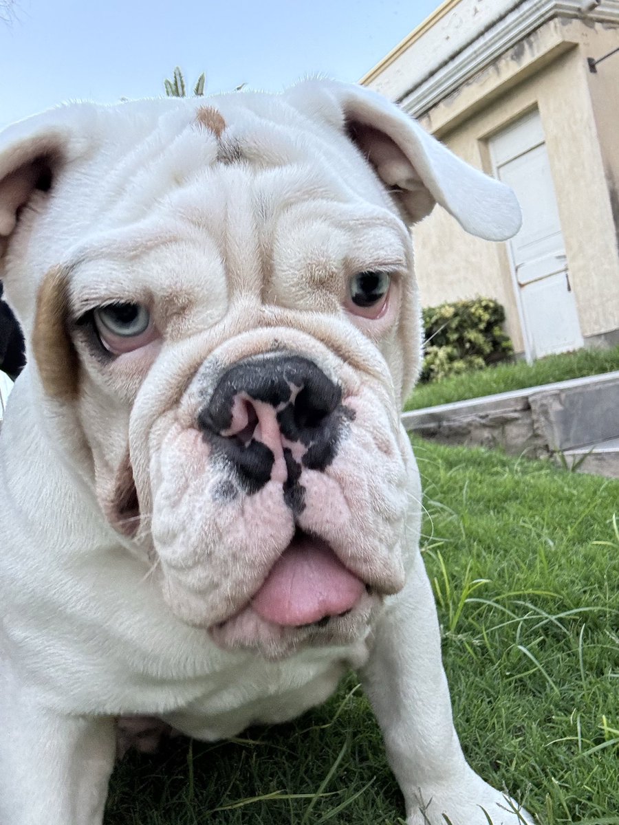 HechiceroIndia's tweet image. 