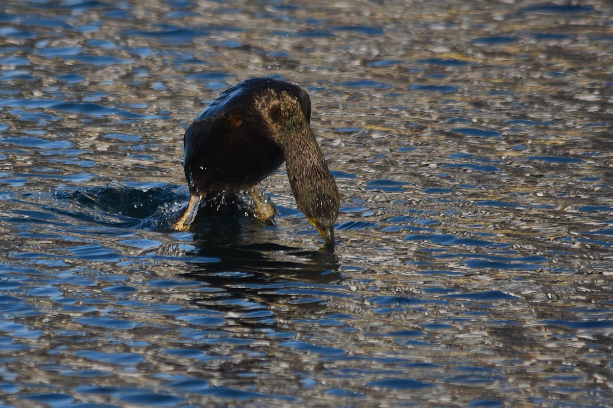 Atle Grimsby tweet media