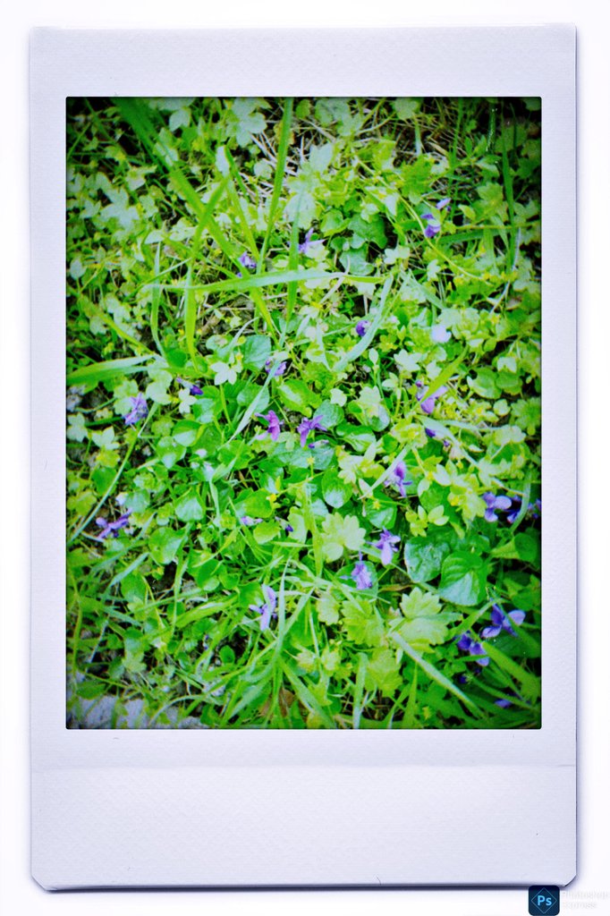 EmanuelaMorell1's tweet photo. La terra è tutt'altro che desolata: ad ogni primavera rifiorisce.
#photoEM

#flowers
#primavera 

#LaTerraDesolata  e #SalaLettura https://t.co/tLzEUrH9SQ