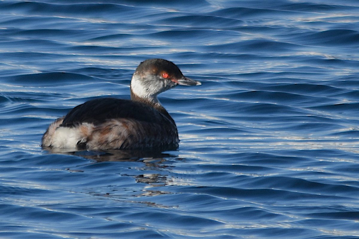 Atle Grimsby tweet media