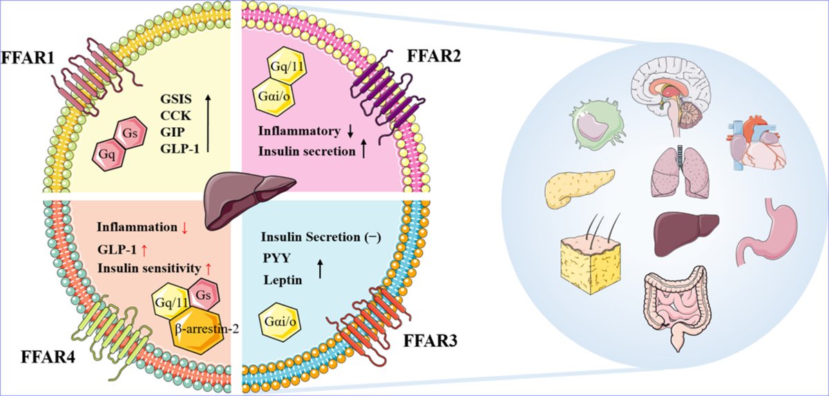 JNutrBiochem's tweet photo. Bidirectional regulation of free fatty acid receptors and non-alcoholic fatty liver disease https://t.co/3e3k24WTZi #NAFLD #MASLD #nonalcoholicfattyliverdisease #freefattyacids #fattyacids #fattyacidreceptors #inflammation #insulinsensitivity #signaltransduction https://t.co/z2HzrFrpvG