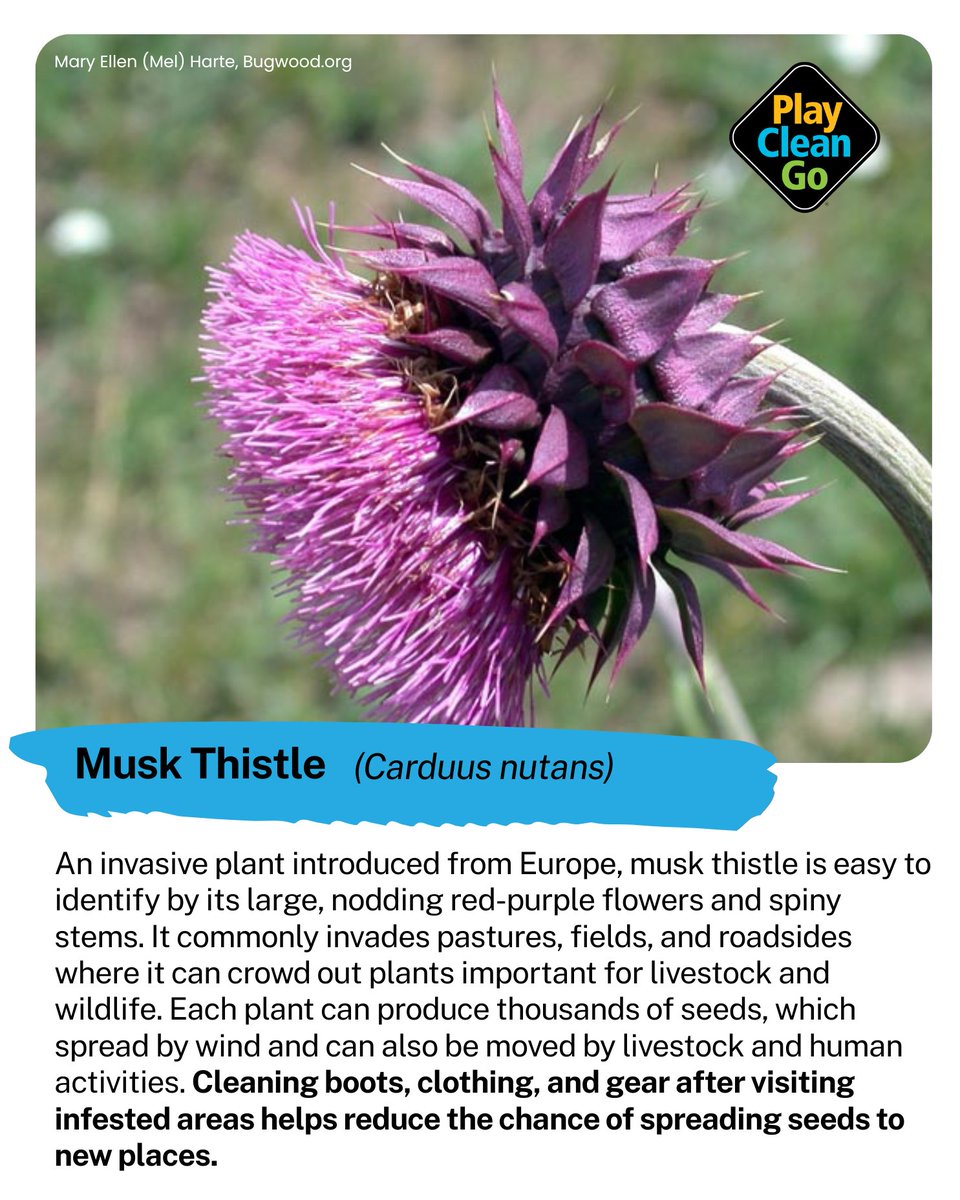 PlayCleanGo: Stop Invasive Species In Your Tracks tweet media