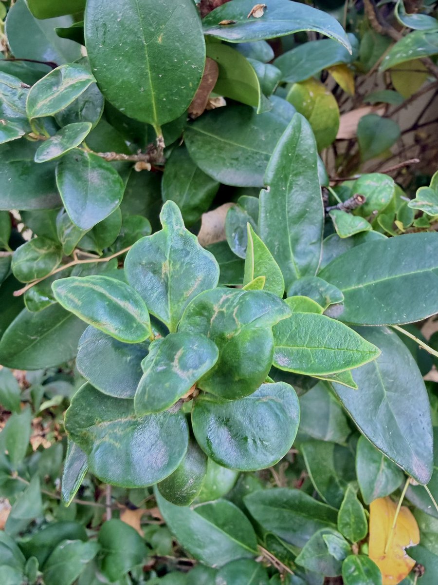 Potscapers tweet media