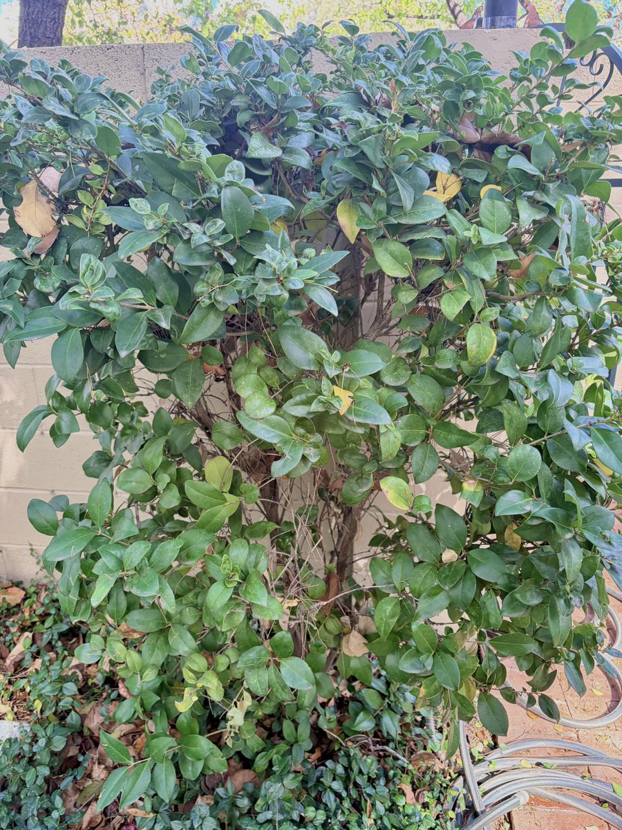 Potscapers tweet media