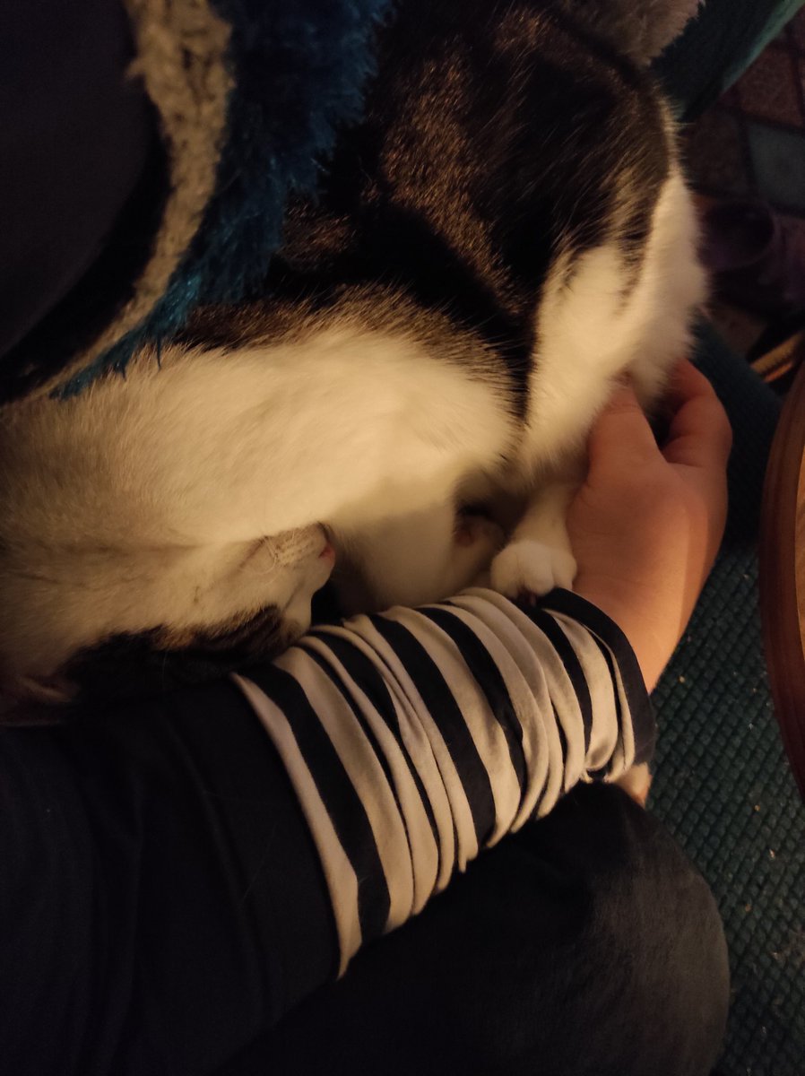 Rockkitties tweet media