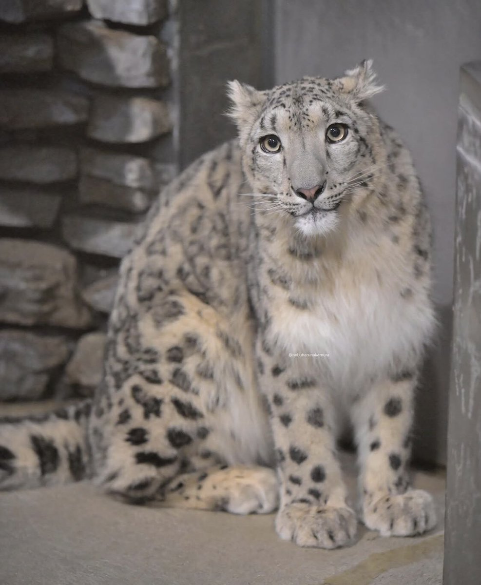 Erul24_'s tweet photo. إحدى أمنياتي اذا انعم الله علي بالجنة
#snow_leopard https://t.co/ChJWZ327fs